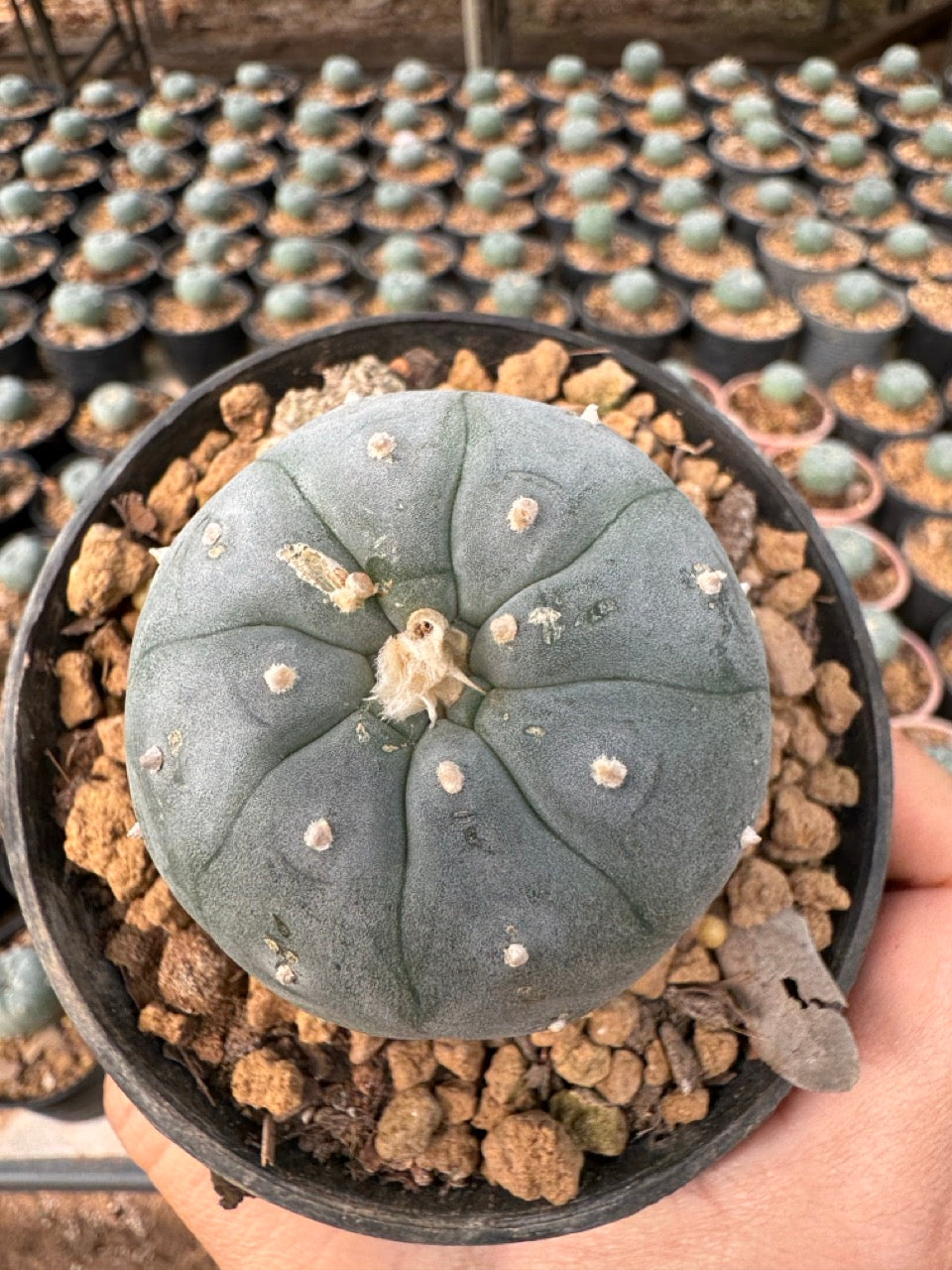 Lophophora williamsii – Peyote Cactus (6–7 cm, Own Root)
