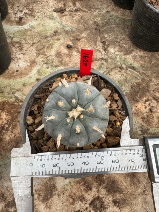 Lophophora williamsii – Peyote Cactus (6–7 cm, Own Root)