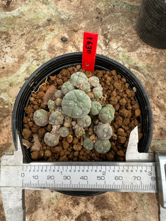 Lophophora williamsii – Peyote Cactus (6–7 cm, Own Root)