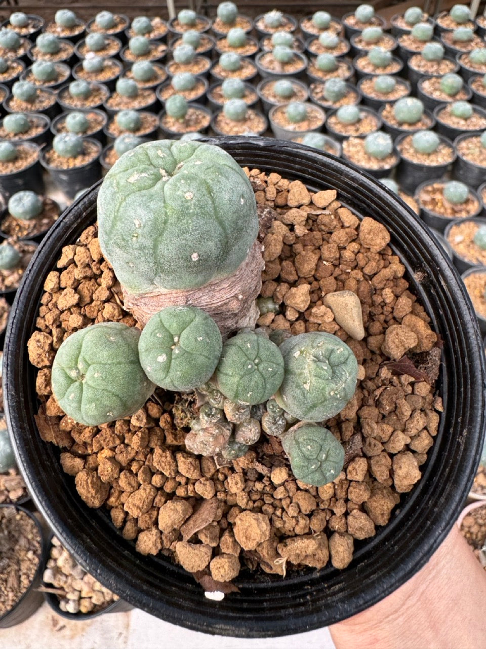 Lophophora williamsii – Peyote Cactus (6–7 cm, Own Root)