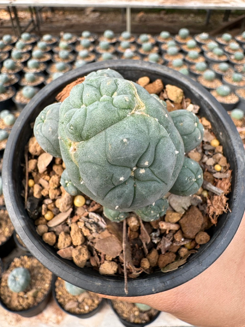 Lophophora williamsii – Peyote Cactus (6–7 cm, Own Root)