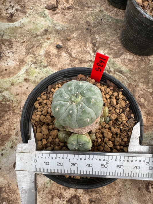 Lophophora williamsii – Peyote Cactus (6–7 cm, Own Root)