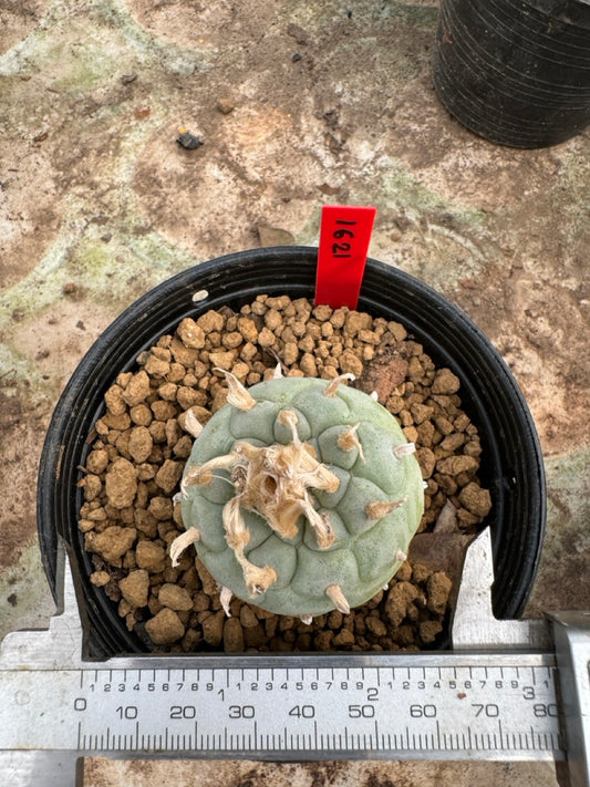 Lophophora williamsii – Peyote Cactus (6–7 cm, Own Root)
