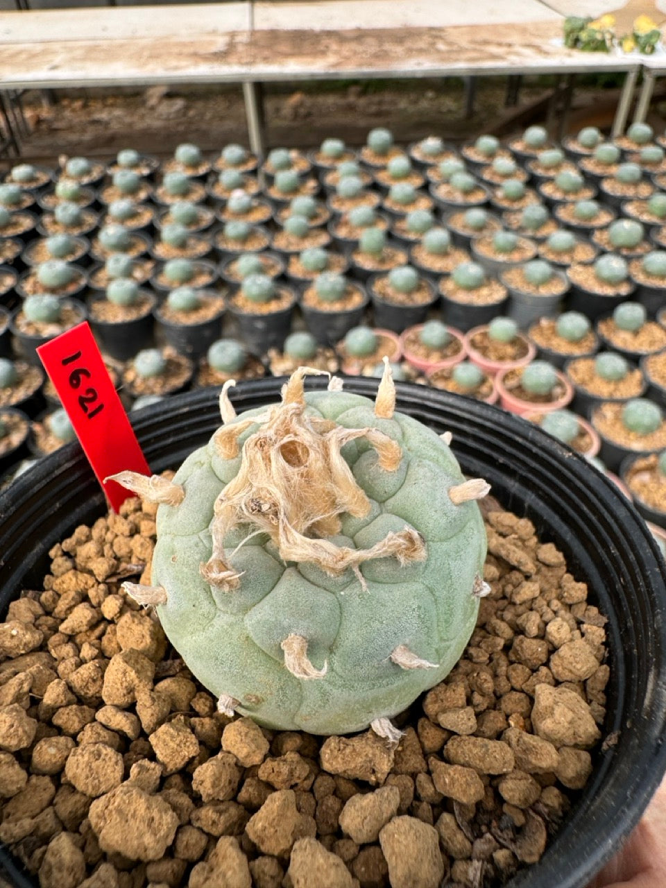 Lophophora williamsii – Peyote Cactus (6–7 cm, Own Root)