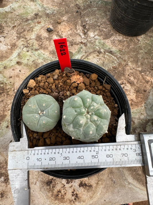 Lophophora williamsii – Peyote Cactus (6–7 cm, Own Root)