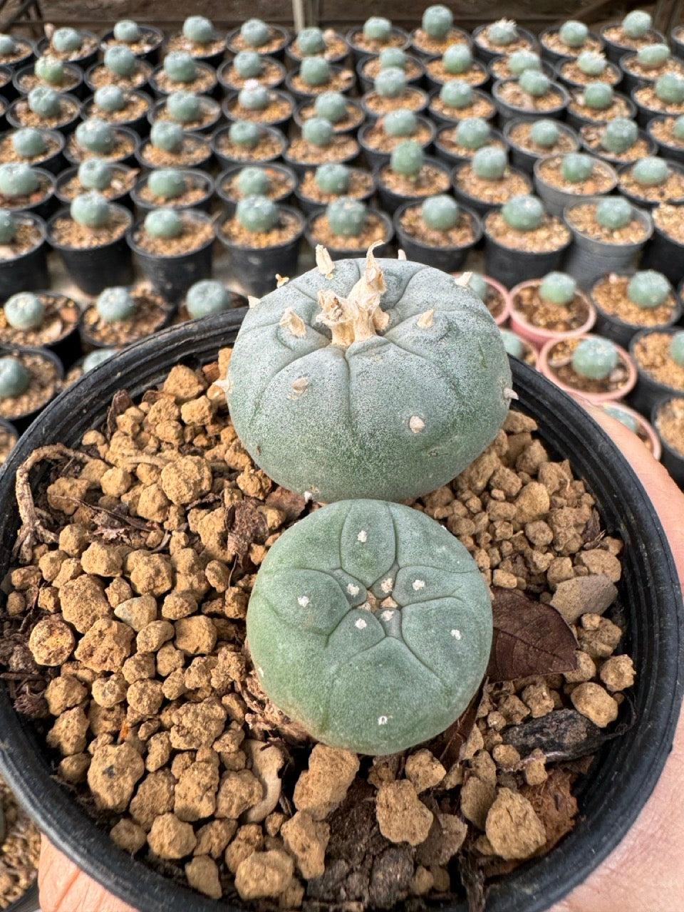 Lophophora williamsii – Peyote Cactus (6–7 cm, Own Root)