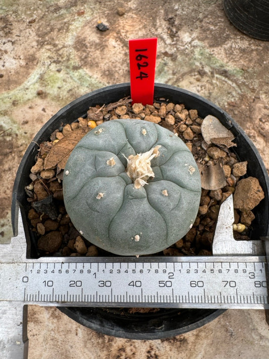 Lophophora williamsii – Peyote Cactus (6–7 cm, Own Root)