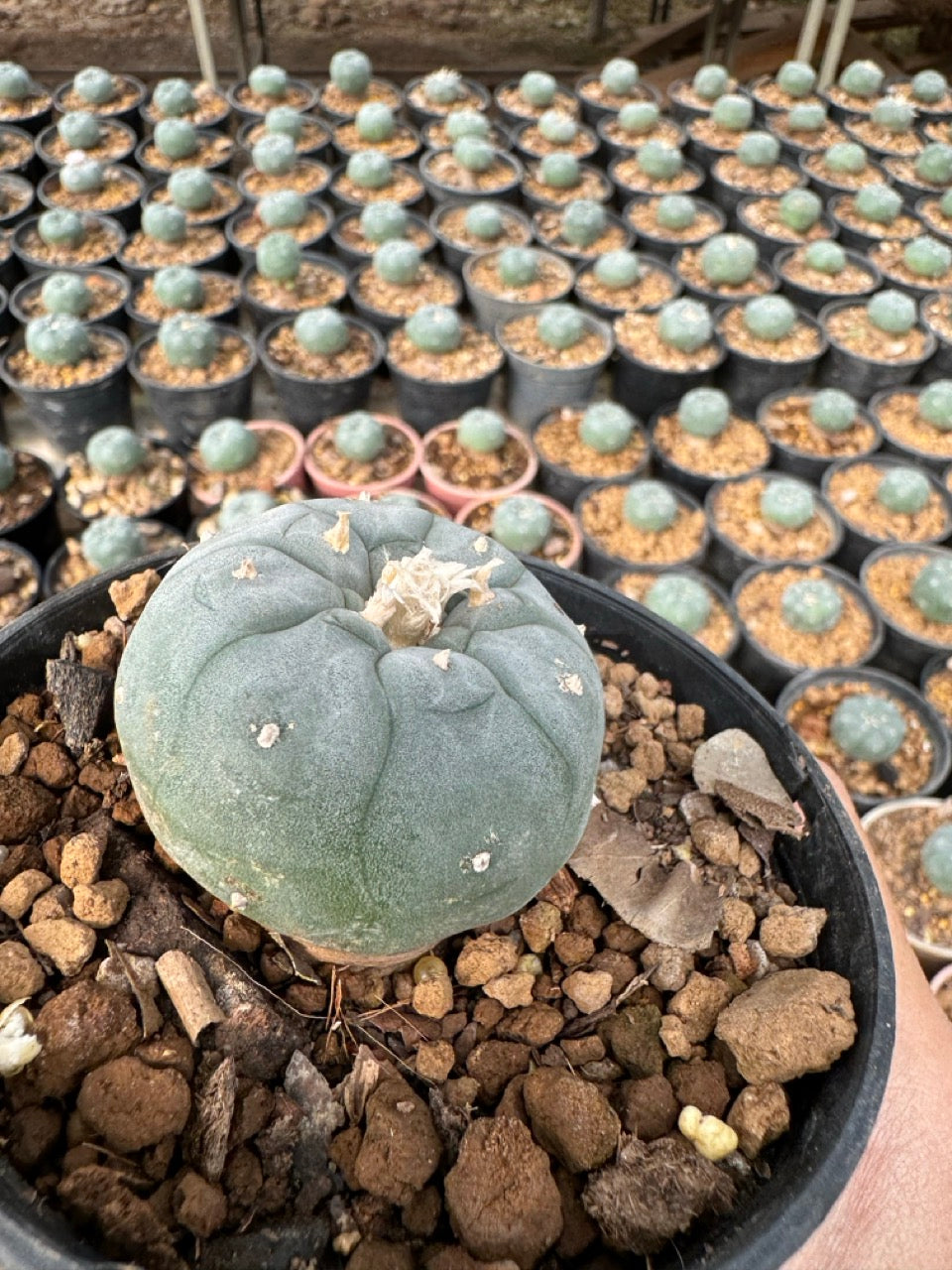 Lophophora williamsii – Peyote Cactus (6–7 cm, Own Root)