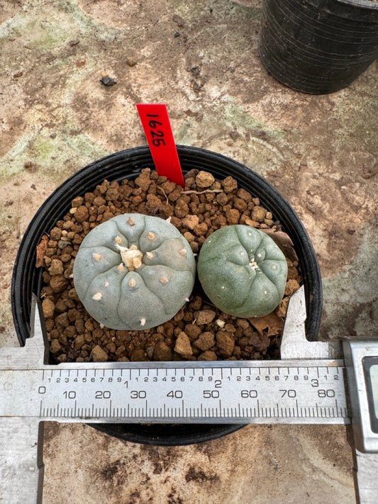Lophophora williamsii – Peyote Cactus (6–7 cm, Own Root)
