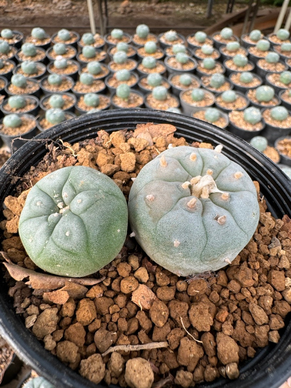 Lophophora williamsii – Peyote Cactus (6–7 cm, Own Root)