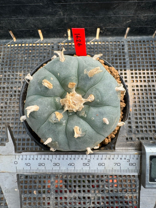 Lophophora williamsii – Peyote Cactus (6–7 cm, Own Root)