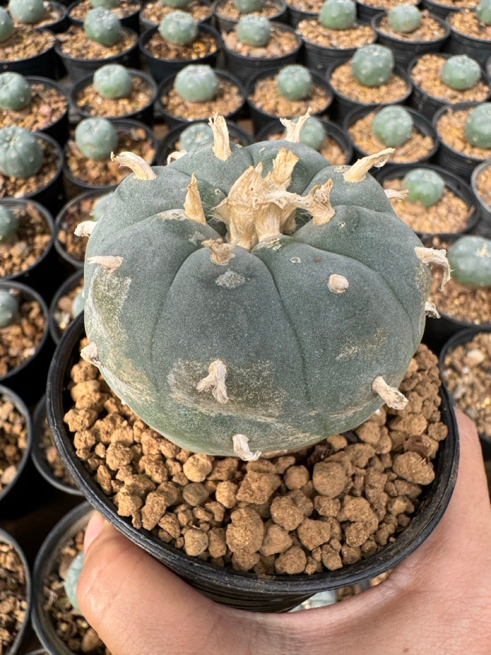 Lophophora williamsii – Peyote Cactus (6–7 cm, Own Root)