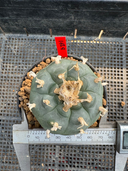 Lophophora williamsii – Peyote Cactus (6–7 cm, Own Root)