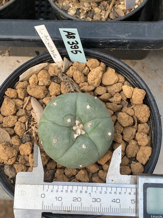 Lophophora williamsii size 3-4 cm own root