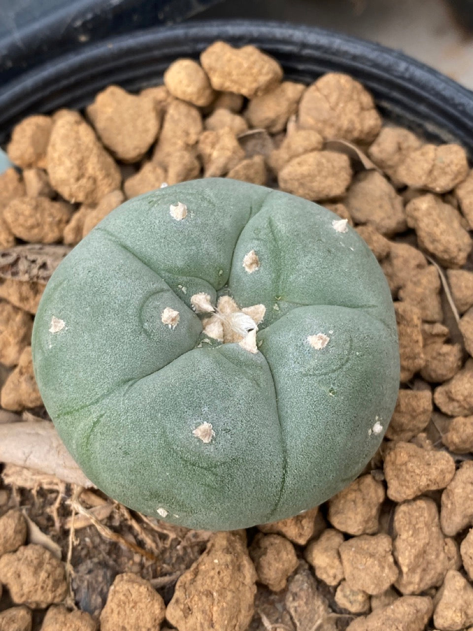 Lophophora williamsii size 3-4 cm own root