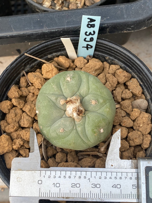 Lophophora williamsii size 3-4 cm own root