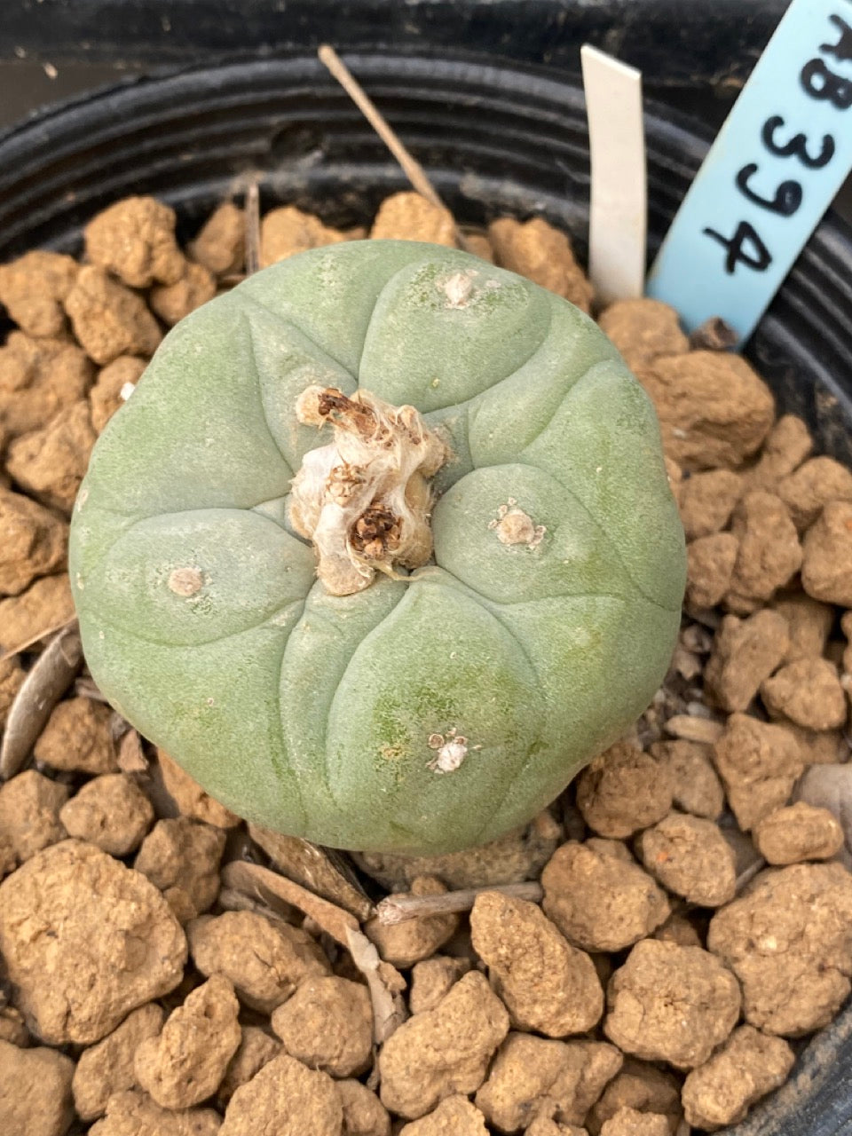 Lophophora williamsii size 3-4 cm own root