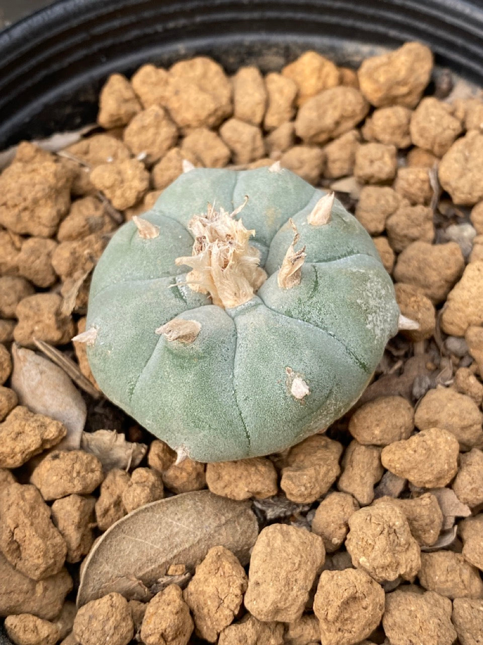 Lophophora williamsii Texana size 3-4 cm own root