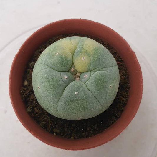 Lophophora williamsii size 5-6 cm own root grow from seed