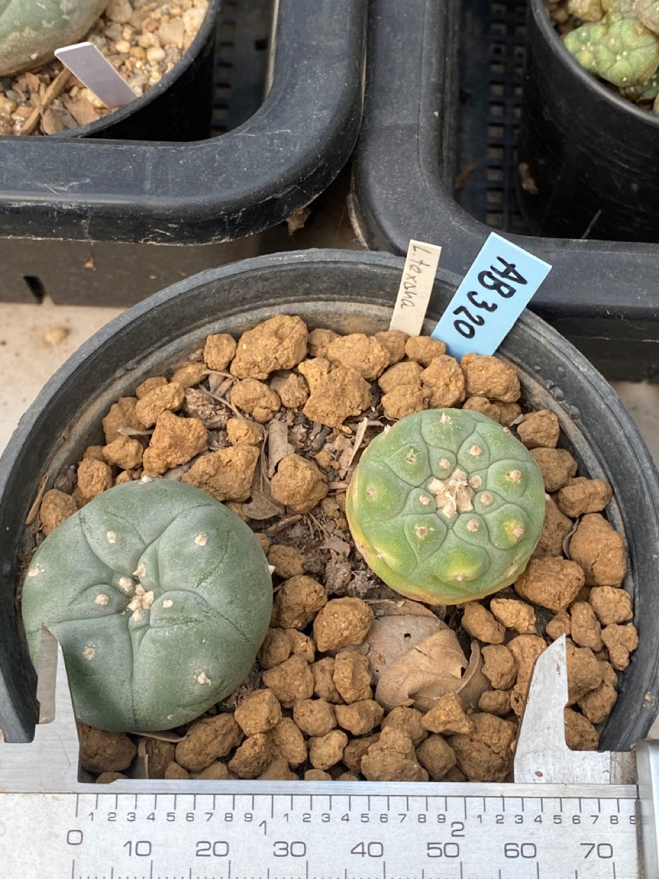 Lophophora williamsii Texana size 3-4 cm own root – sandbridgefarm