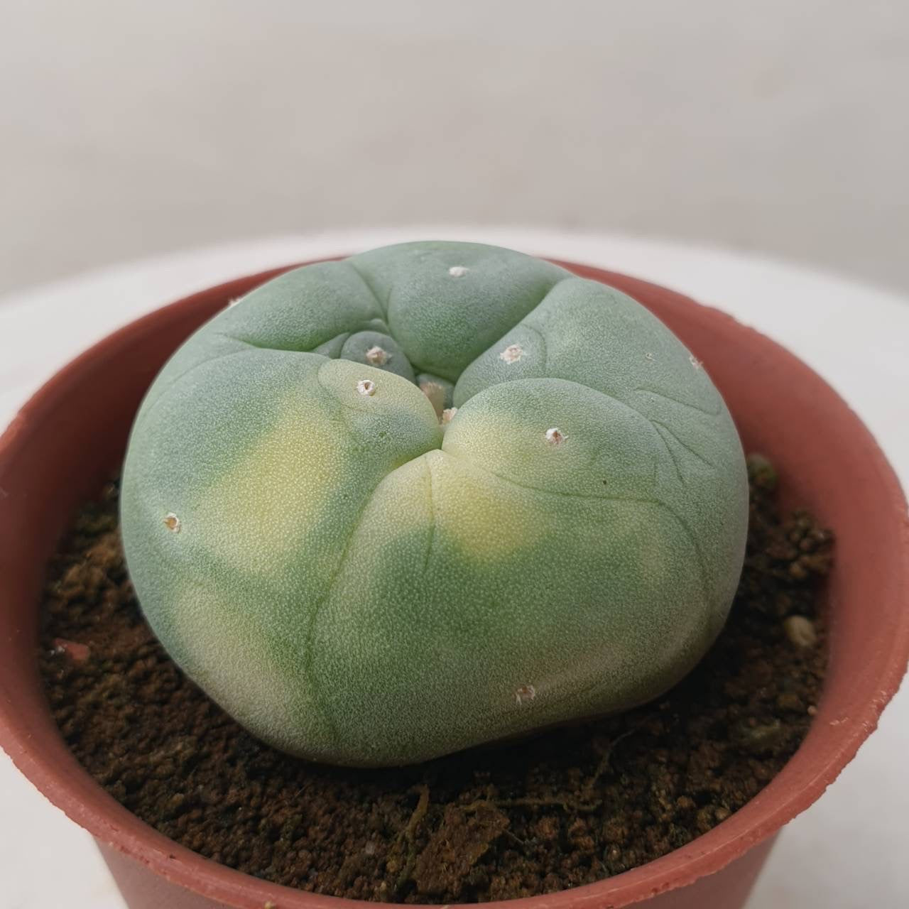 Lophophora williamsii size 5-6 cm own root grow from seed