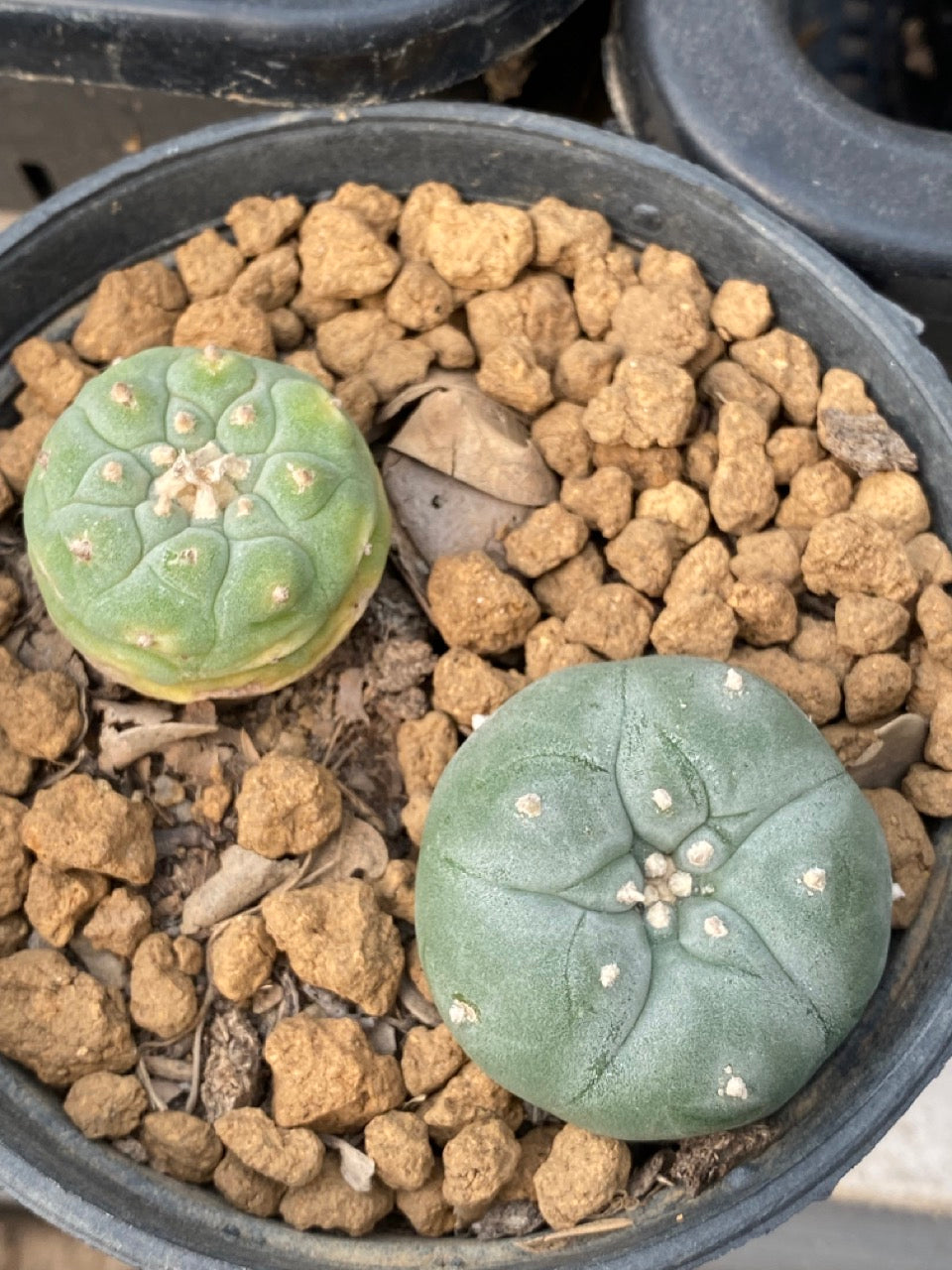 Lophophora williamsii Texana size 3-4 cm own root