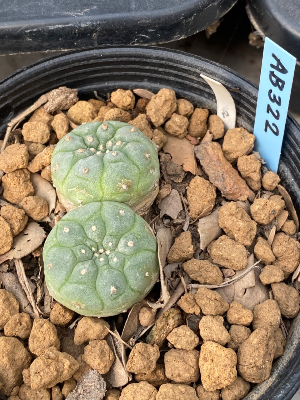 Lophophora williamsii twin size 3-4 cm own root