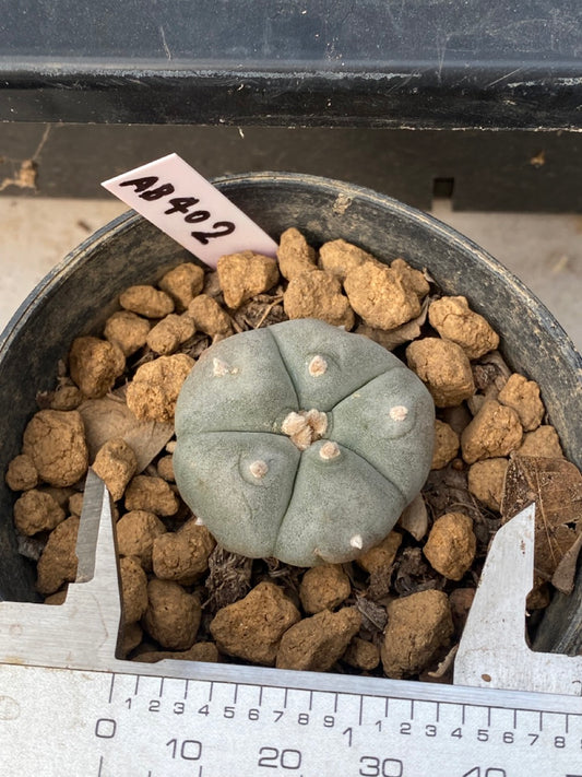 Lophophora williamsii Texana size 3-4 cm own root