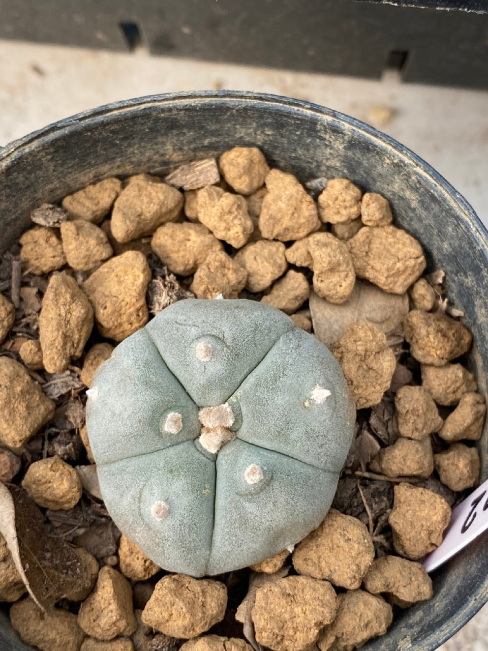 Lophophora williamsii Texana size 3-4 cm own root