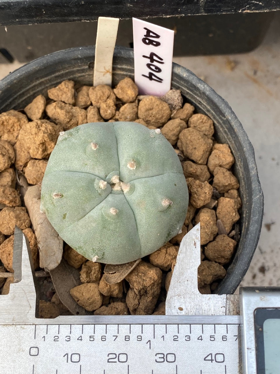 Lophophora williamsii Texana size 3-4 cm own root – sandbridgefarm