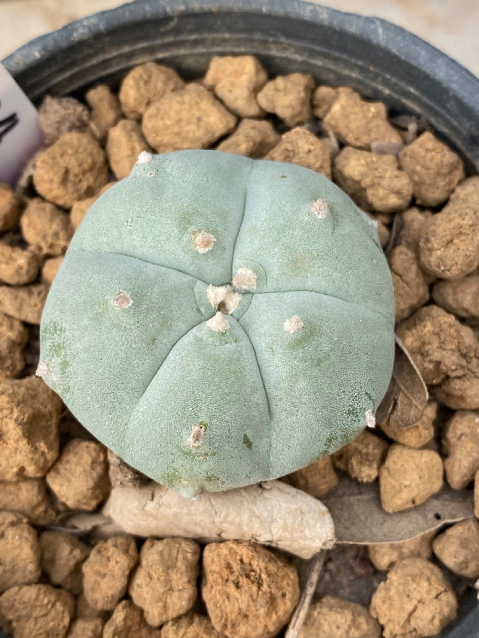 Lophophora williamsii Texana size 3-4 cm own root