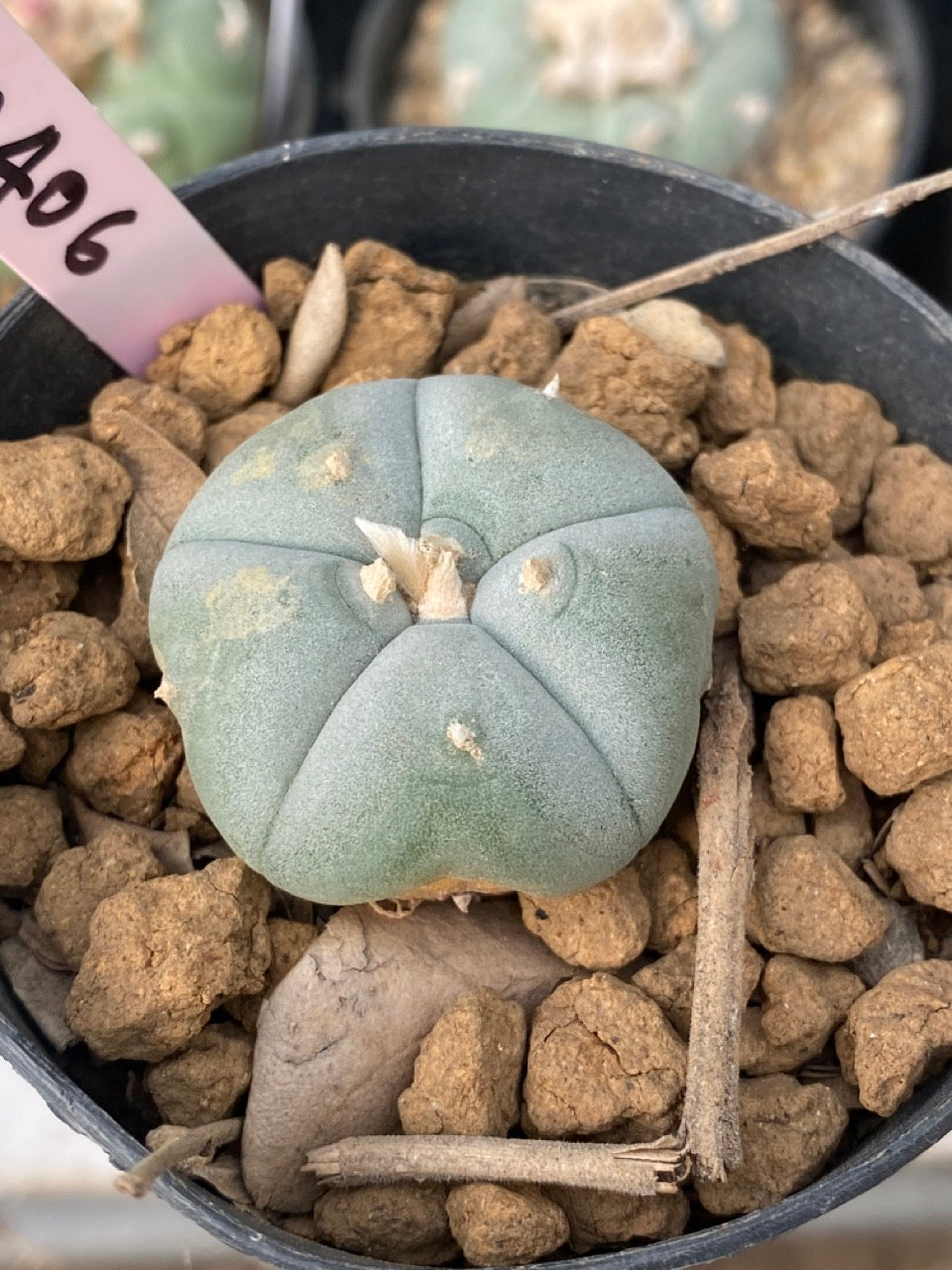 Lophophora williamsii Texana size 3-4 cm own root