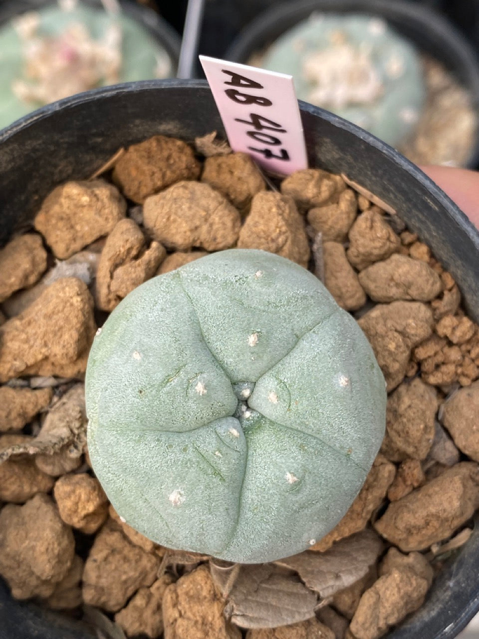 Lophophora williamsii Texana size 3-4 cm own root