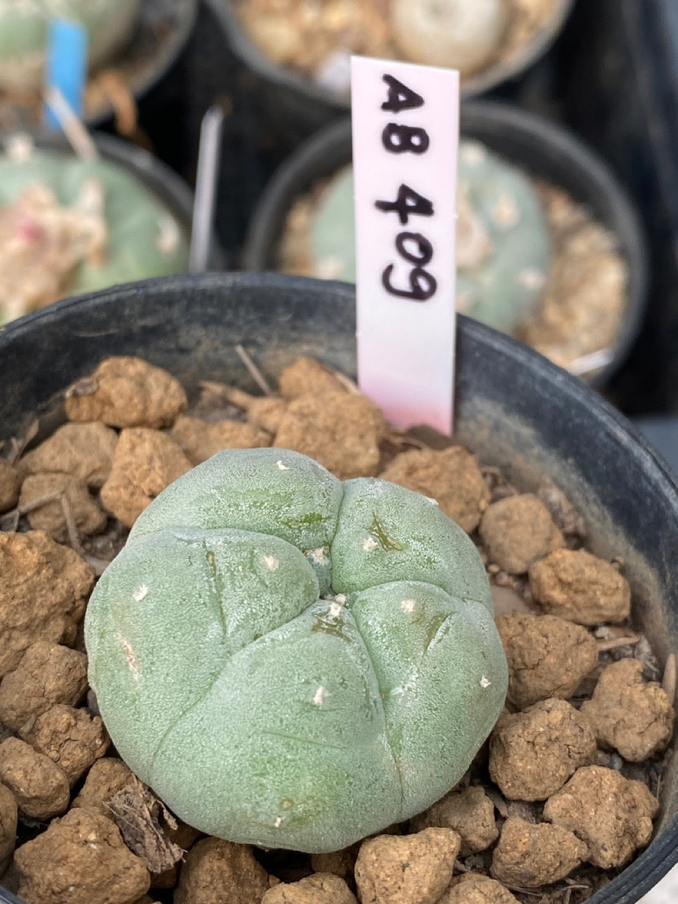 Lophophora williamsii Texana size 3-4 cm own root