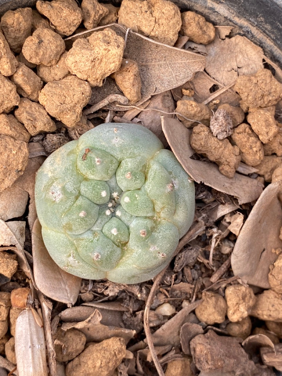 Lophophora williamsii Texana size 3-4 cm own root