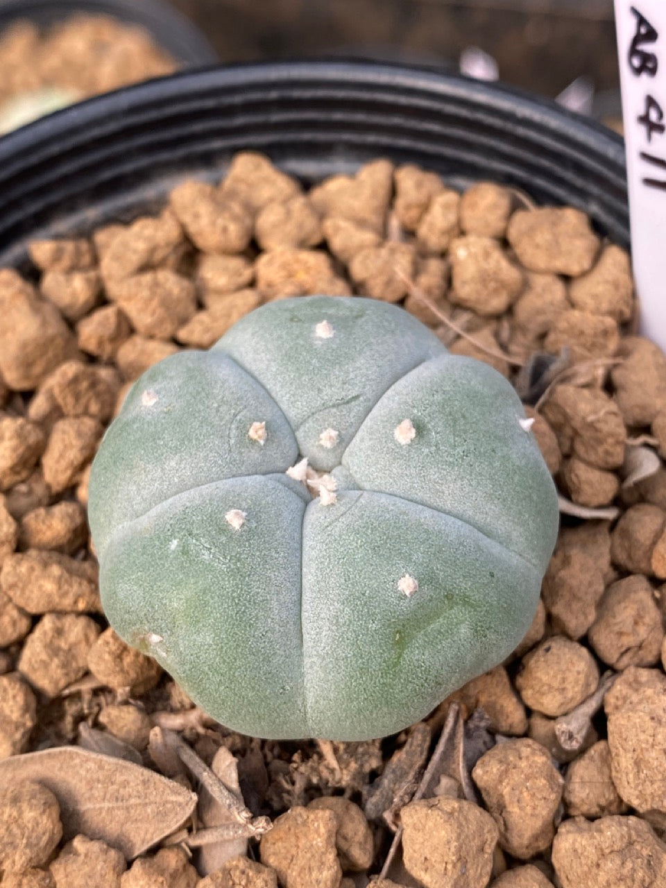 Lophophora williamsii Texana size 3-4 cm own root