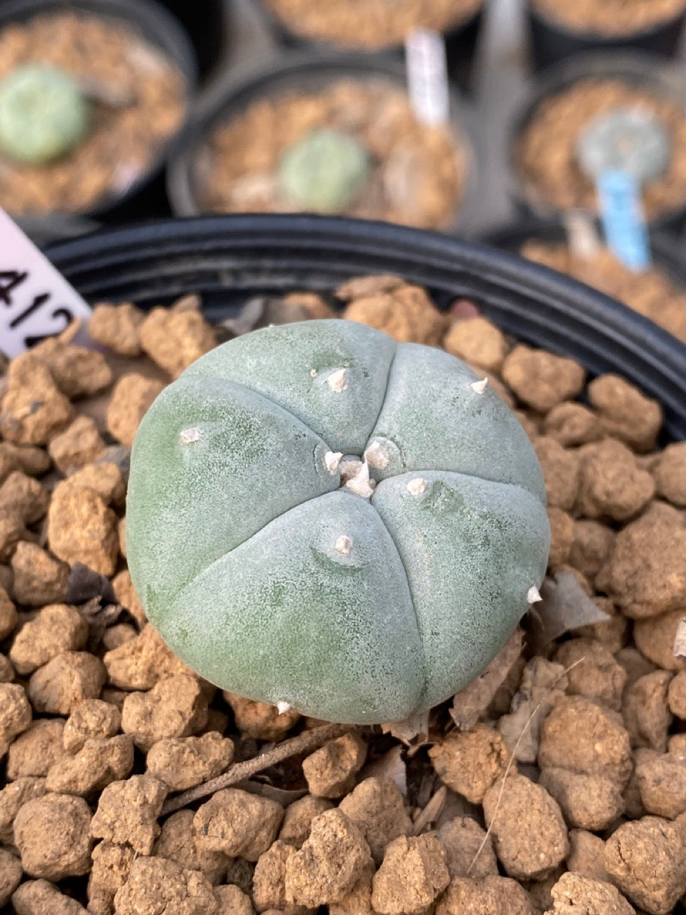 Lophophora williamsii Texana size 3-4 cm own root