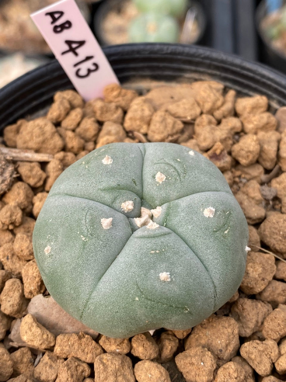 Lophophora williamsii Texana size 3-4 cm own root