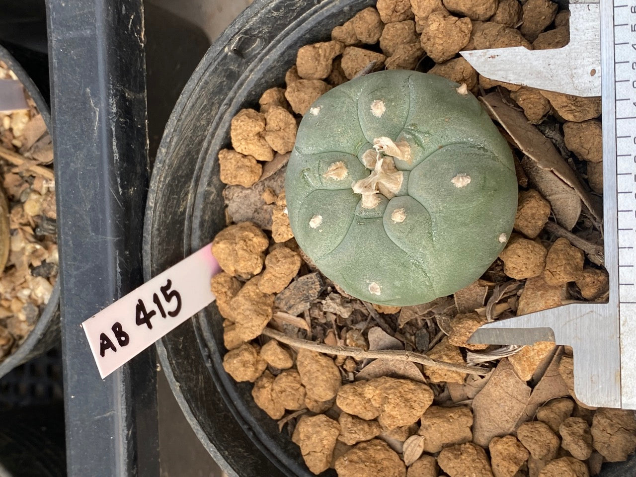 Lophophora williamsii Texana size 3-4 cm own root – sandbridgefarm