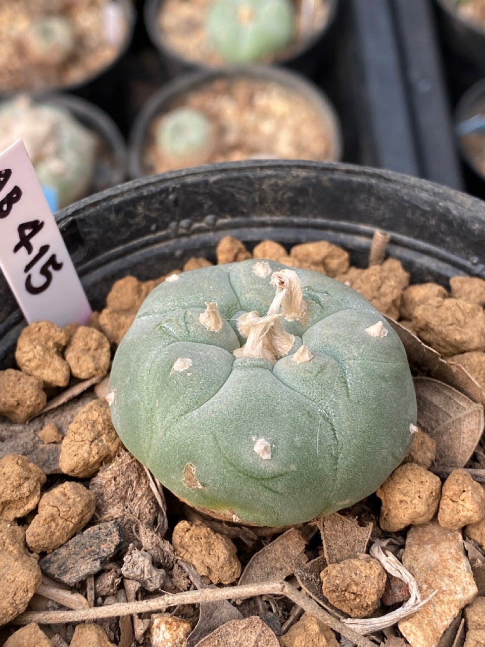 Lophophora williamsii Texana size 3-4 cm own root