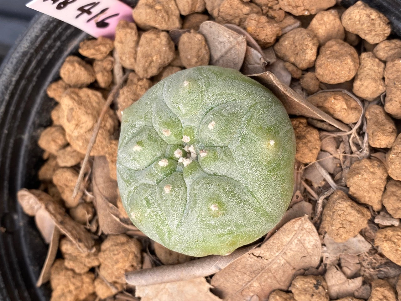 Lophophora williamsii size 3-4 cm own root