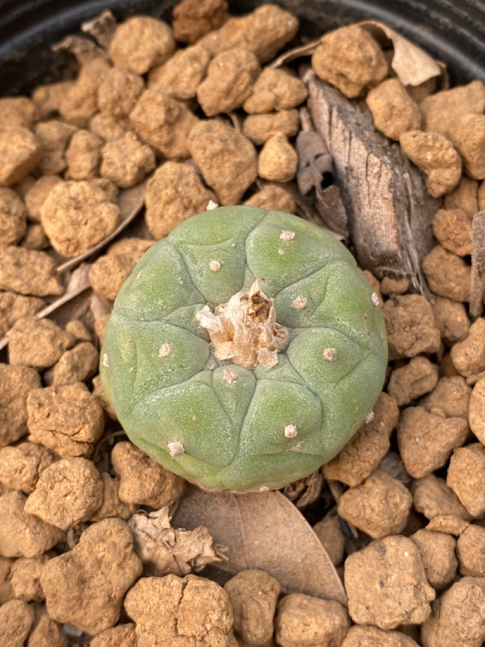 Lophophora williamsii size 3-4 cm own root