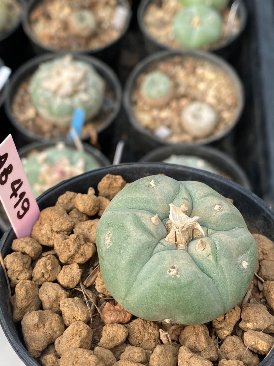 Lophophora williamsii size 3-4 cm own root