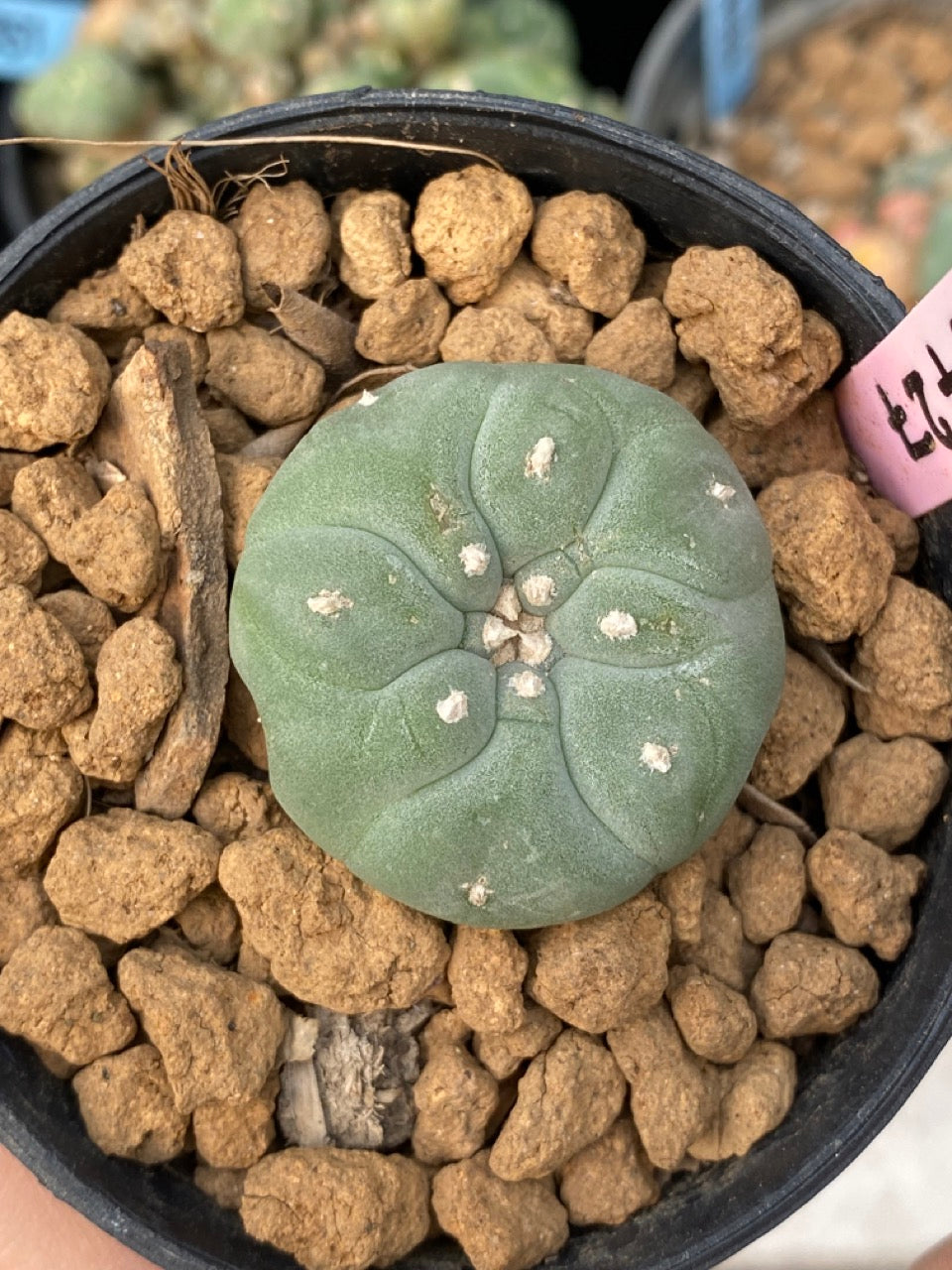 Lophophora williamsii size 3-4 cm own root