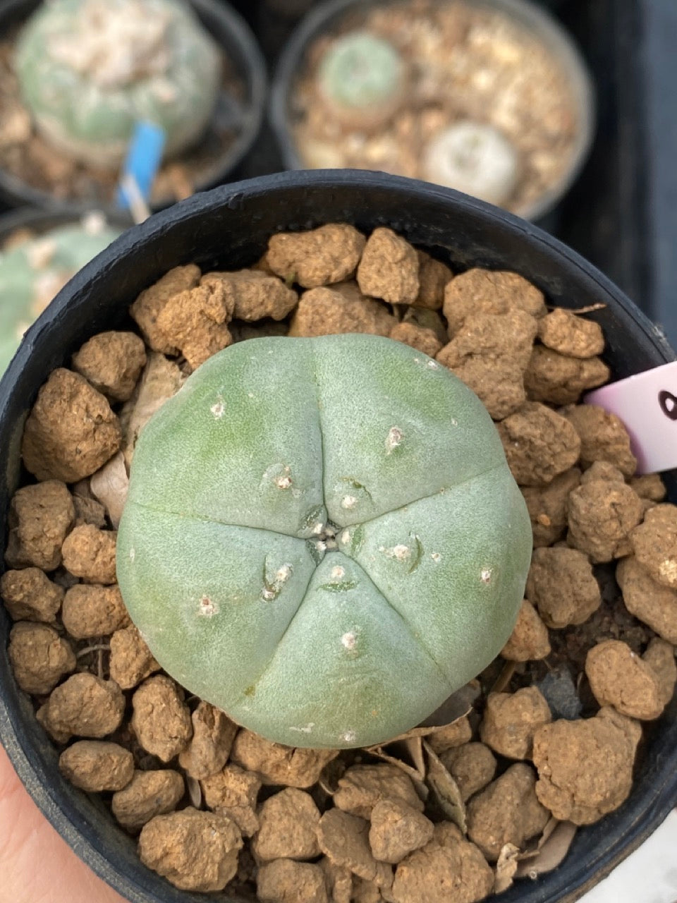 Lophophora williamsii size 3-4 cm own root