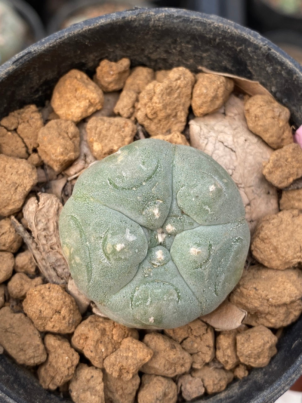 Lophophora williamsii size 3-4 cm own root