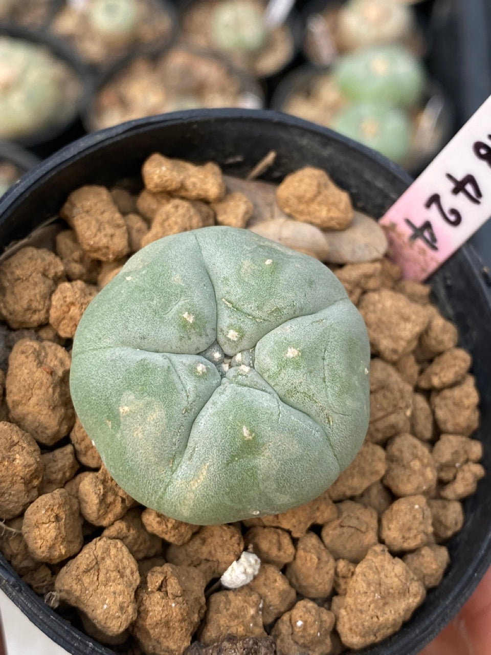 Lophophora williamsii size 3-4 cm own root