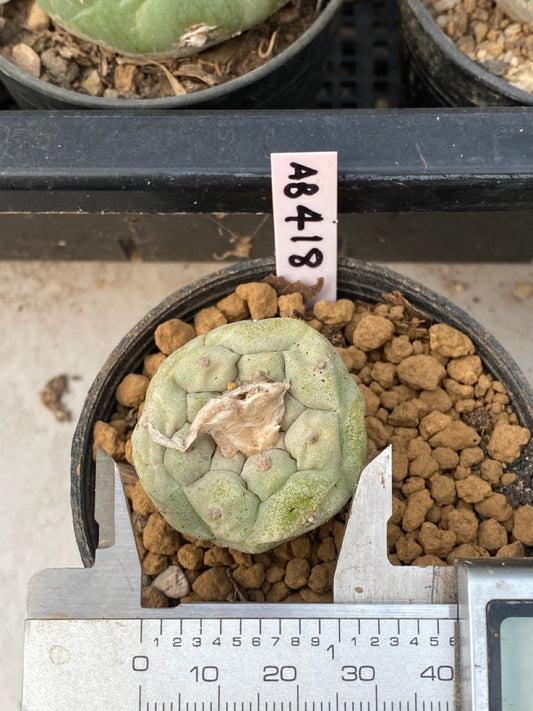 Lophophora Fricii size 4-5 cm ownroot #lophophorawilliamsii