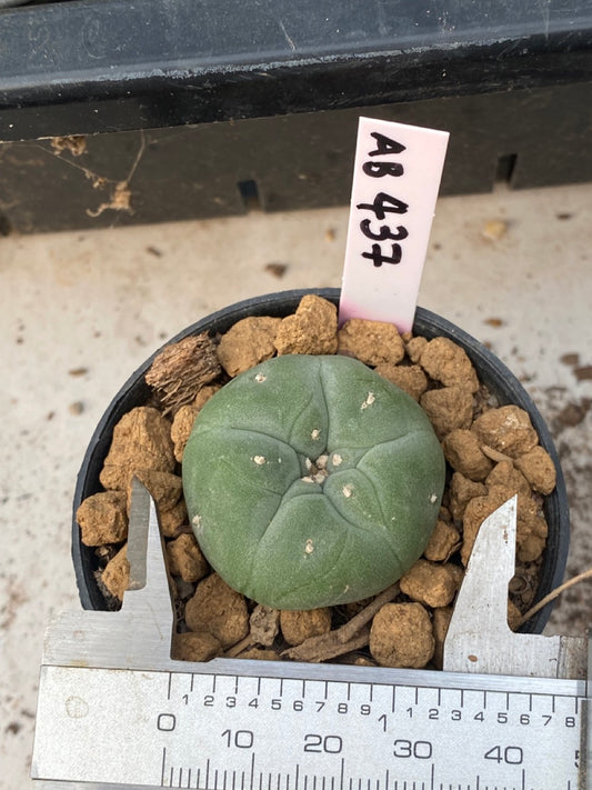 Lophophora williamsii size 4-5 cm ownroot #lophophorawilliamsii