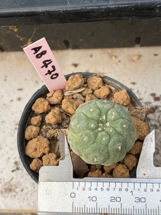 Lophophora williamsii size 4-5 cm ownroot #lophophorawilliamsii